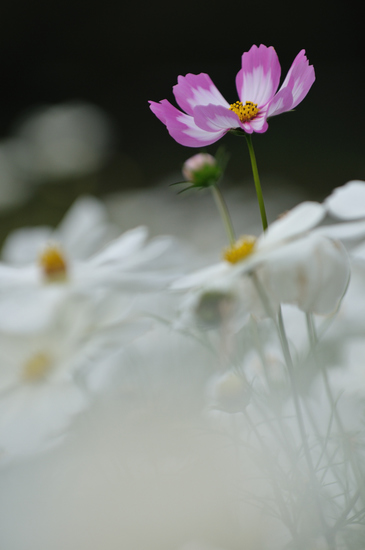 D300_10904 WXGA.jpg