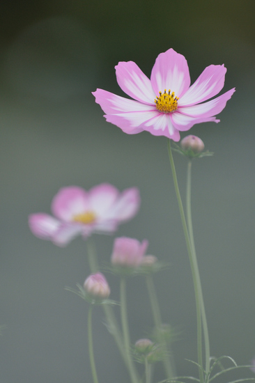 D300_10960 WXGA.jpg