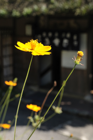 D300_11008 WXGA.jpg