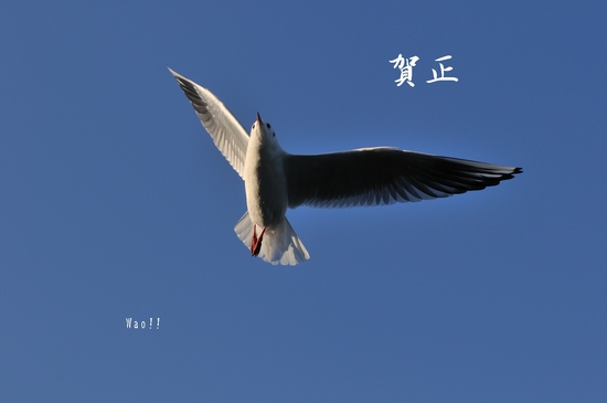 D300_12272 card.jpg