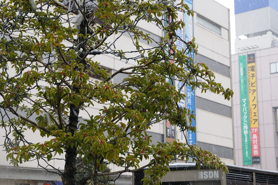 D300_3492 WXGA.jpg