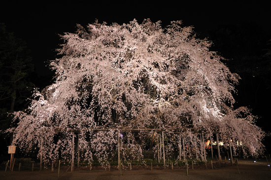 D300_4923 WXGA.jpg