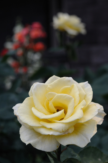 D300_6307 WXGA.jpg