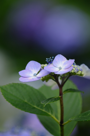 D300_7035 WXGA.jpg