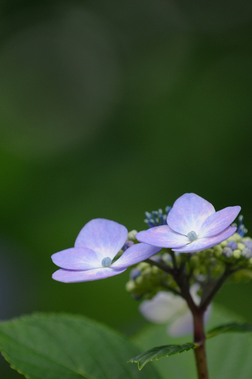 D300_7037 WXGA.jpg