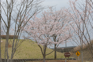 DSC1_0725 XGA.jpg