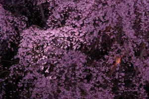 DSC_0212 XGA.jpg