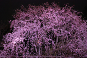 DSC_0241 XGA.jpg