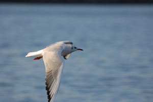 DSC_5052 XGA.jpg