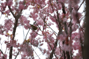 DSC_9124 WXGA.jpg