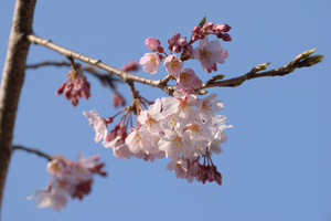 DSC_9925 XGA.jpg